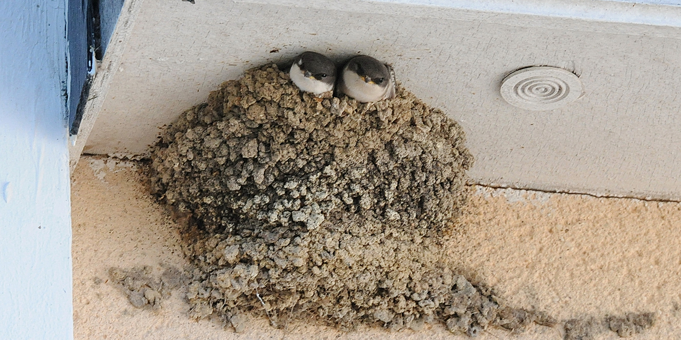 Qui vit dans le bâti ?